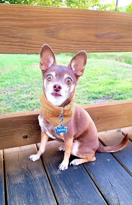 Rose Animal Clinic Picture 4