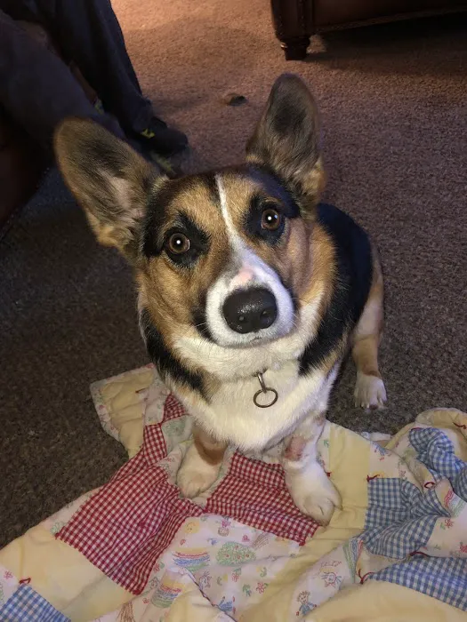 Rose Animal Clinic Picture 7