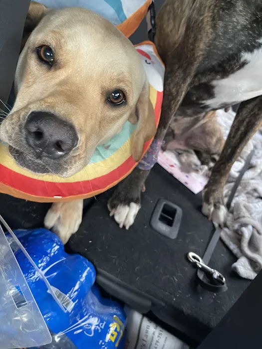 Rose Animal Clinic Picture 8