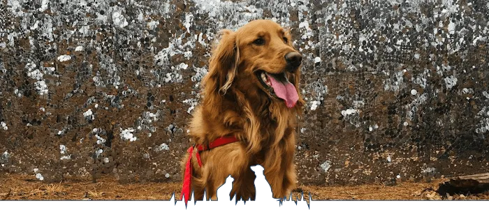 Rose Animal Clinic Picture 10