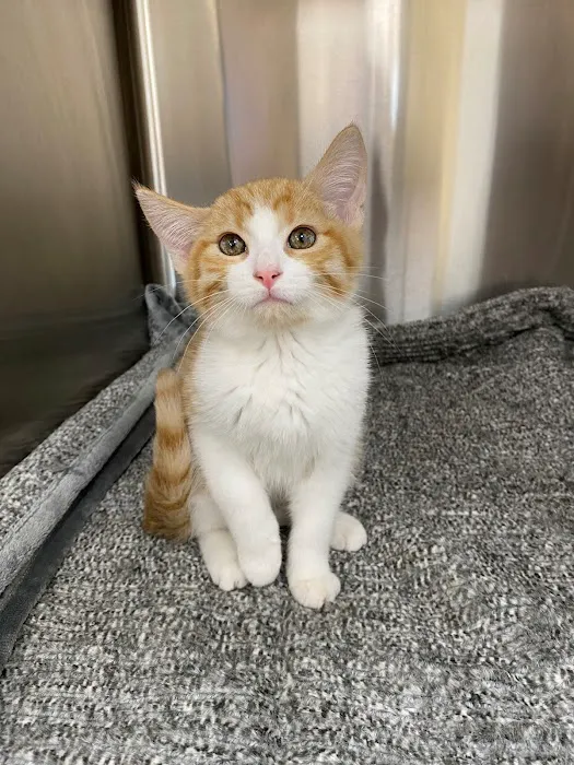 Northwest Arkansas Animal Urgent Care Picture 1