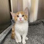 Northwest Arkansas Animal Urgent Care