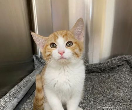 Northwest Arkansas Animal Urgent Care