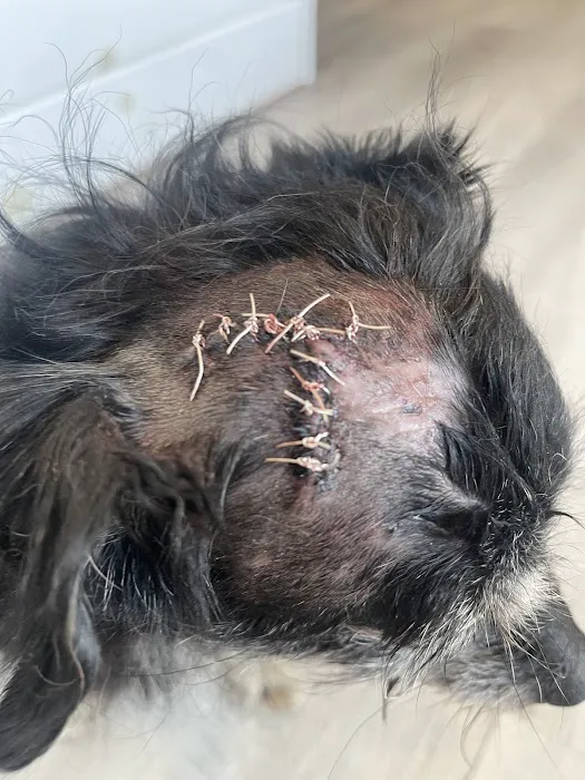 Northwest Arkansas Animal Urgent Care Picture 7