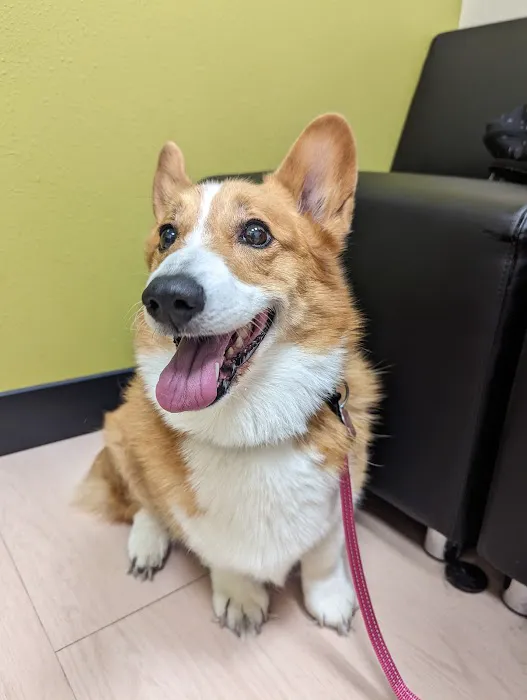 Northwest Arkansas Animal Urgent Care Picture 8