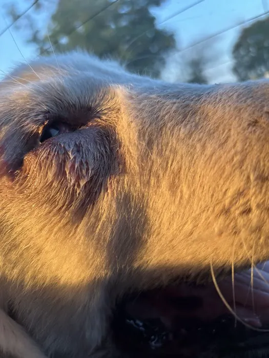 Northwest Arkansas Animal Urgent Care Picture 5