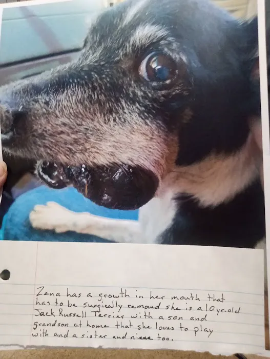 Regional Veterinary Services Picture 2