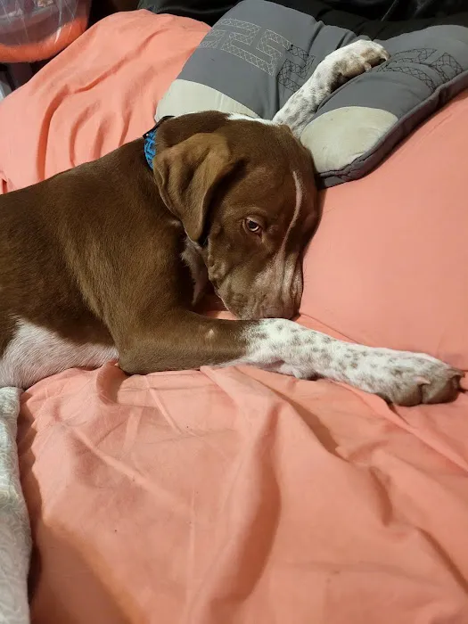 Regional Veterinary Services Picture 1