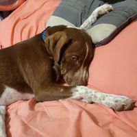 Regional Veterinary Services ico