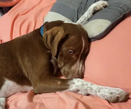 Regional Veterinary Services