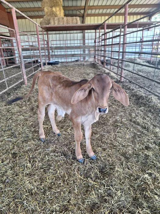 Regional Veterinary Services Picture 3