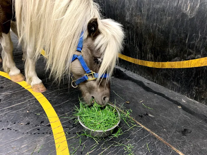 Regional Veterinary Services Picture 5