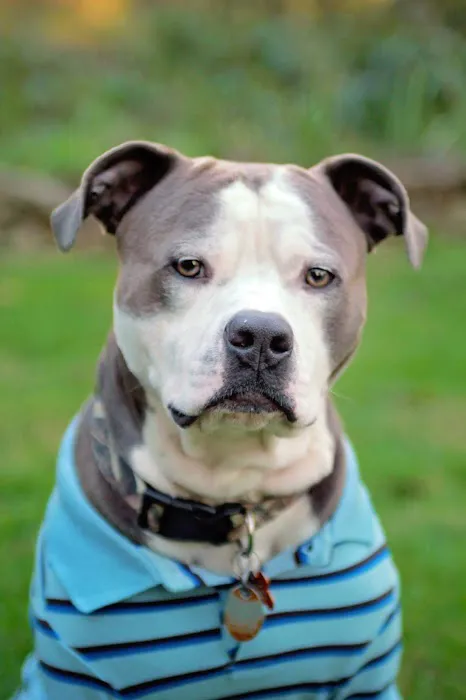 Regional Veterinary Services Picture 6