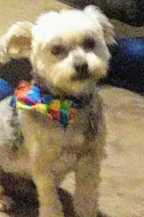 Regional Veterinary Services Picture 7