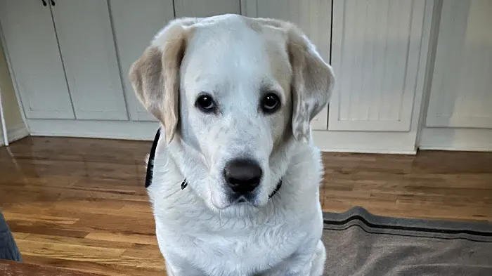 Oswego Veterinary Clinic Picture 1