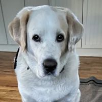 Oswego Veterinary Clinic ico