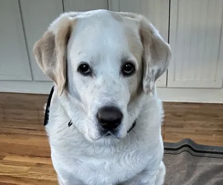 Oswego Veterinary Clinic