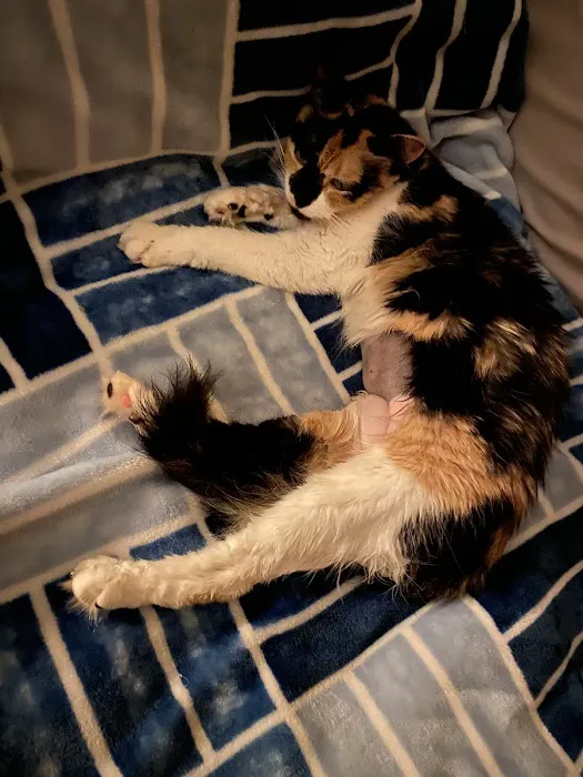 Oswego Veterinary Clinic Picture 6