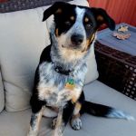 Cherryvale Veterinary Clinic