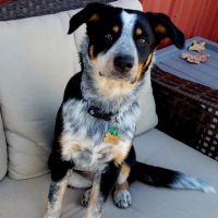 Cherryvale Veterinary Clinic ico