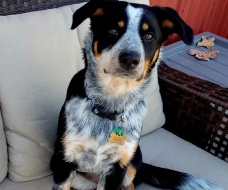 Cherryvale Veterinary Clinic