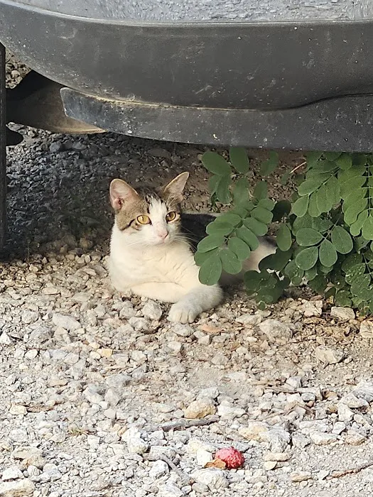 Cherryvale Veterinary Clinic Picture 4