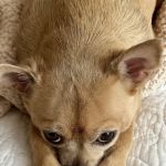 Dogwood Trails Animal Hospital