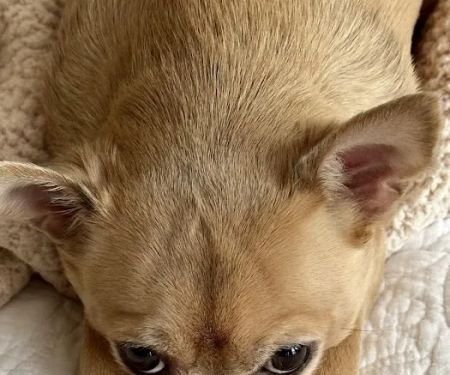 Dogwood Trails Animal Hospital