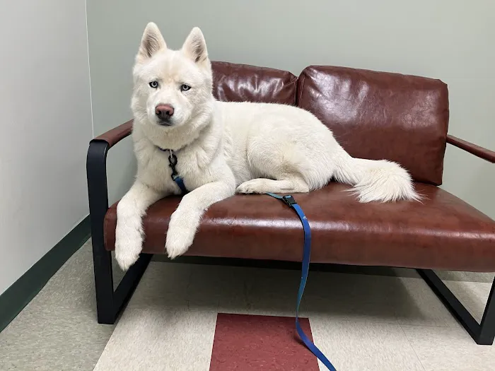 Dogwood Trails Animal Hospital Picture 5