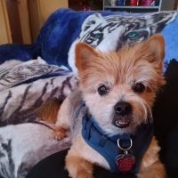 Vetco Total Care Animal Hospital ico