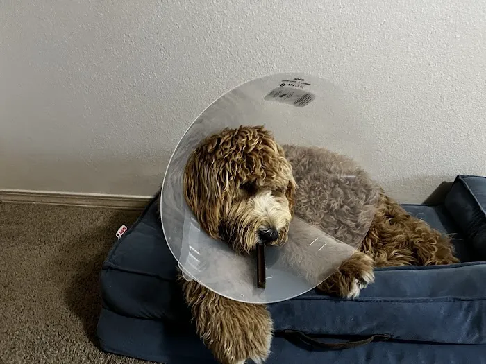 Vetco Total Care Animal Hospital Picture 4