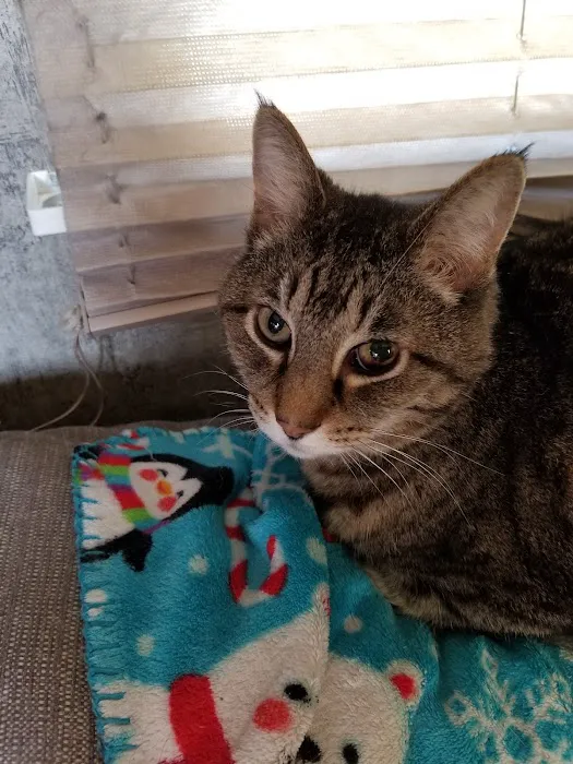 Pea Ridge Veterinary Clinic Picture 1