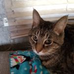 Pea Ridge Veterinary Clinic