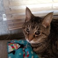 Pea Ridge Veterinary Clinic ico