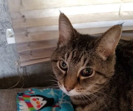 Pea Ridge Veterinary Clinic