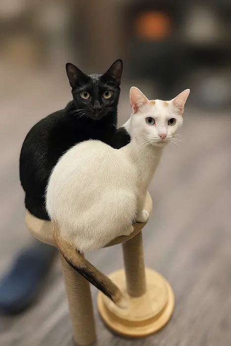 Pea Ridge Veterinary Clinic Picture 3