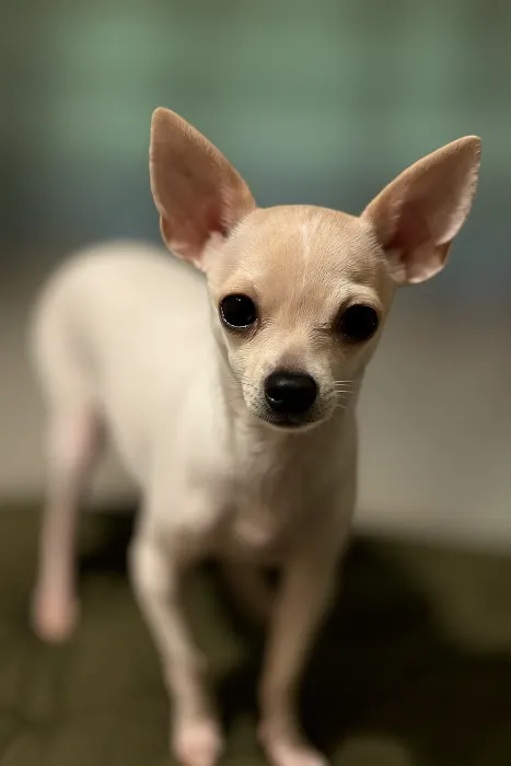 Pea Ridge Veterinary Clinic Picture 6