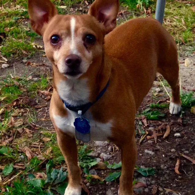 Pea Ridge Veterinary Clinic Picture 10