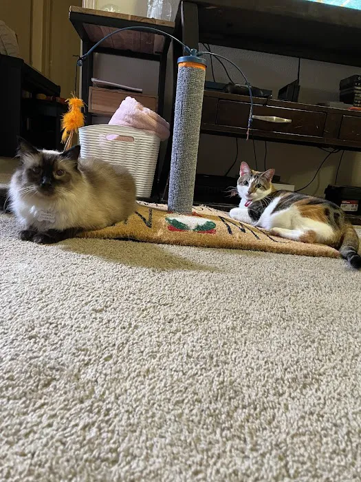 The Cat Clinic of Northwest Arkansas Picture 3