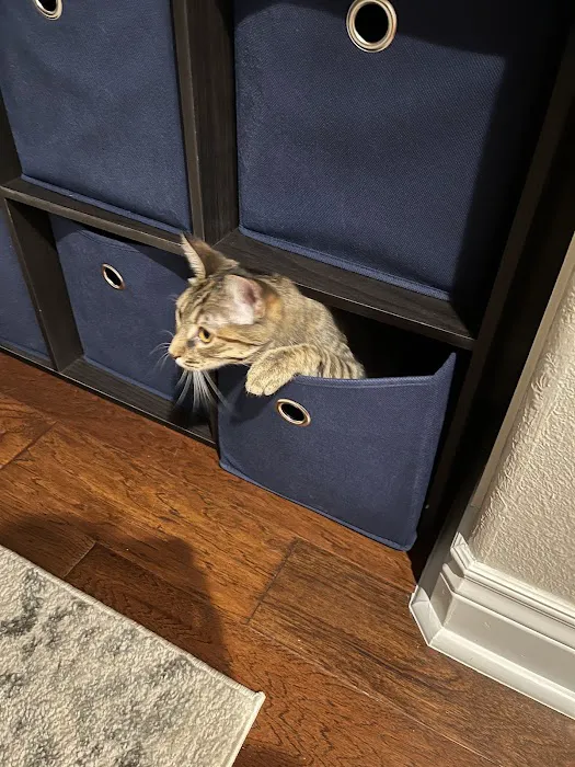 The Cat Clinic of Northwest Arkansas Picture 1