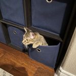 The Cat Clinic of Northwest Arkansas