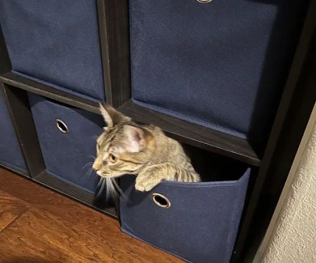 The Cat Clinic of Northwest Arkansas