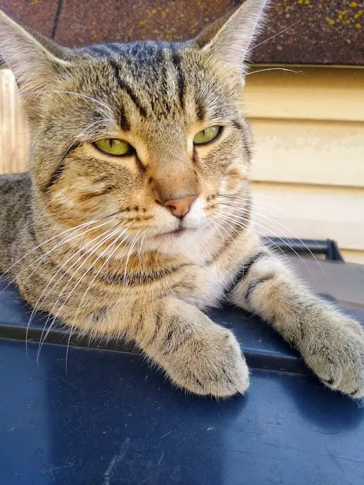 The Cat Clinic of Northwest Arkansas Picture 2