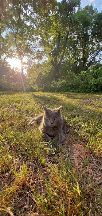 The Cat Clinic of Northwest Arkansas Picture 6