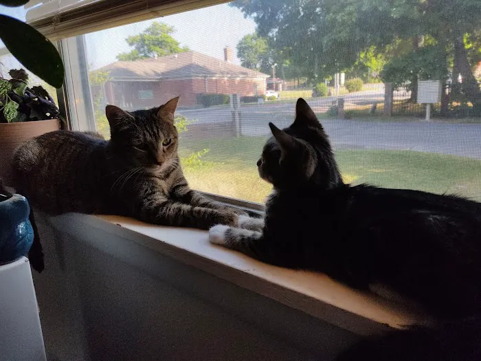 The Cat Clinic of Northwest Arkansas Picture 4