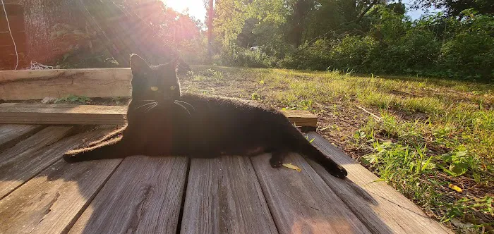 The Cat Clinic of Northwest Arkansas Picture 5