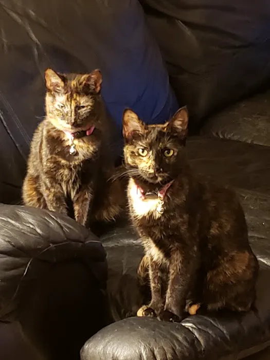 The Cat Clinic of Northwest Arkansas Picture 7