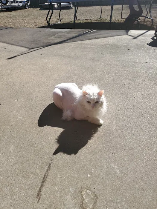 The Cat Clinic of Northwest Arkansas Picture 8