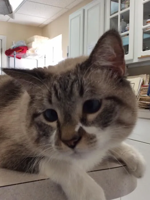 The Cat Clinic of Northwest Arkansas Picture 9