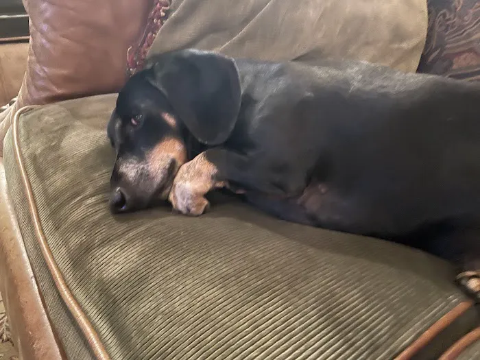 All Dogs Clinic Picture 3